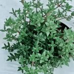 Oregano