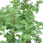 Marjoram