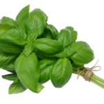 Basil