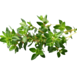 Thyme