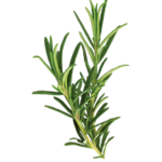 Rosemary